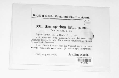 Gloeosporium intumescens image